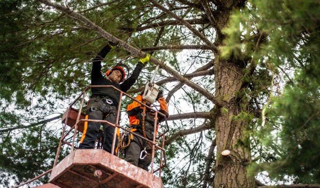 Professional tree crew completing emergency removal safely.