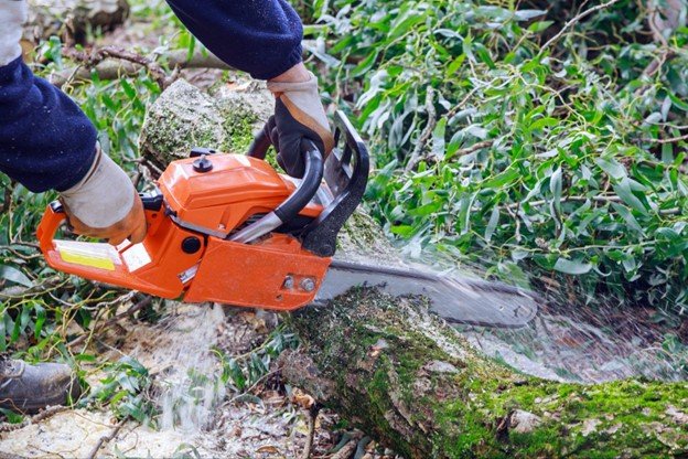 Close-up of a chainsaw cutting through a tree trunk during a controlled tree removal.