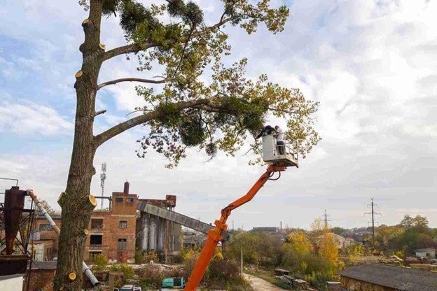 Close-up of a tree service technician trimming branches with professional pruning tools near a residential property.