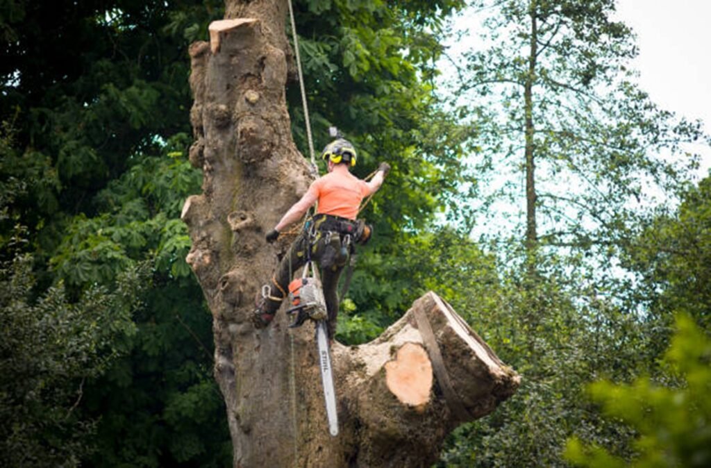 Safe tree removal service removing a large tree near a home in Fairlawn, OH