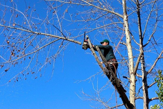 Leaning tree with exposed roots posing safety risk in Fairlawn, OH yard