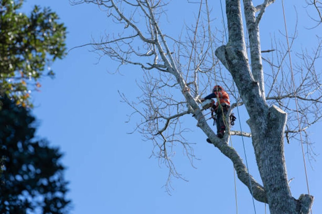 Professional tree removal crew safely cutting down a large tree near a home in Fairlawn, OH
