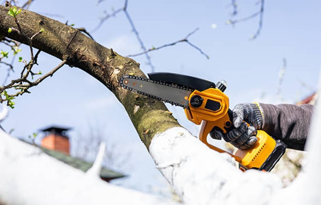 Tree trimming and pruning service shaping mature trees for safety and health