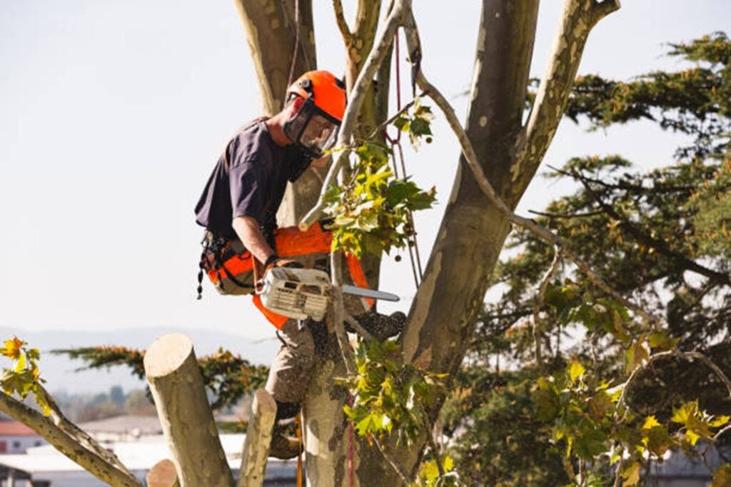 Overgrown and hazardous trees creating safety risks at a residential property in Fairlawn, OH